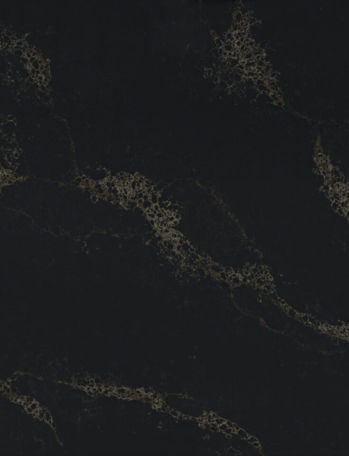 19-AC915-Black-Swan-500x653